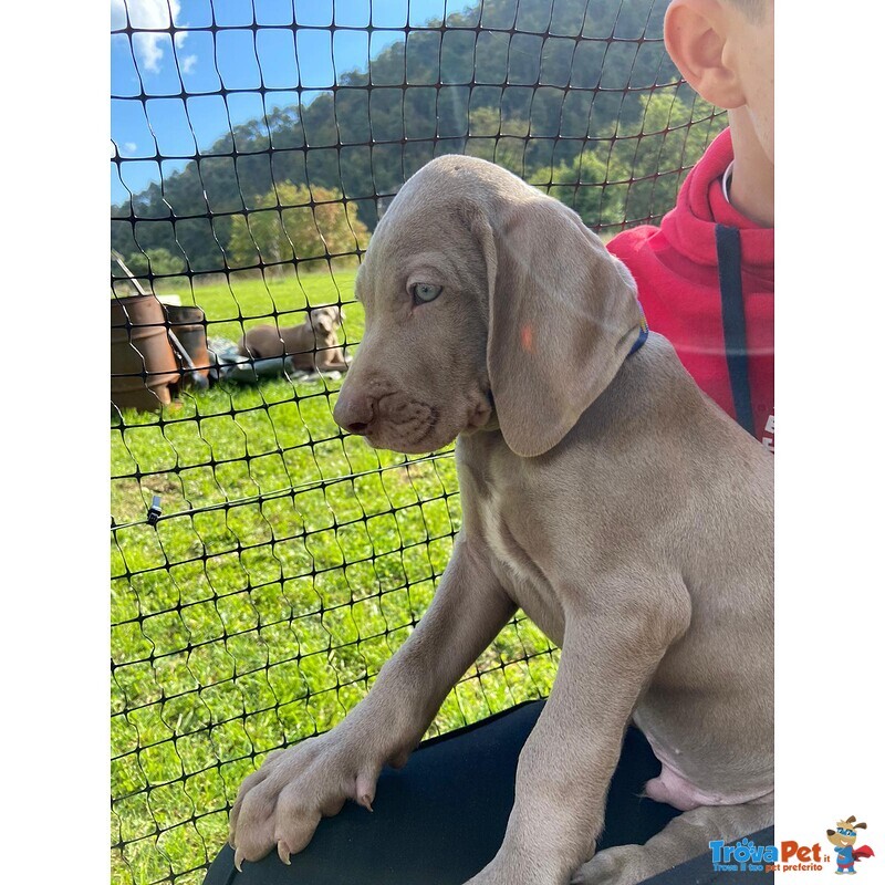 Weimaraner Cuccioli con Pedigree enci di due mesi a Breve Disponibili Vaccinati e con Microchip - Foto n. 1