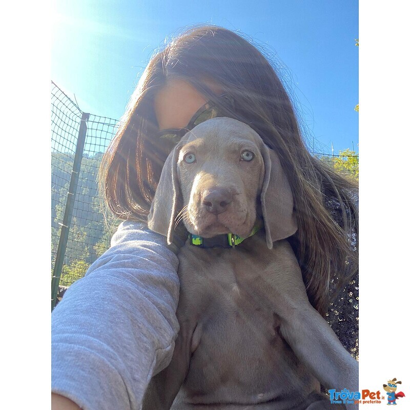 Weimaraner Cuccioli con Pedigree enci di due mesi a Breve Disponibili Vaccinati e con Microchip - Foto n. 3