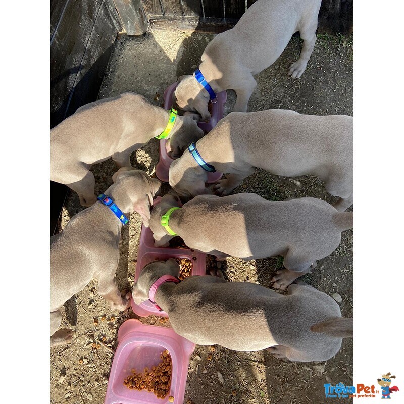 Weimaraner Cuccioli con Pedigree enci di due mesi a Breve Disponibili Vaccinati e con Microchip - Foto n. 4