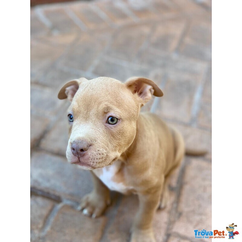 American Bully - Foto n. 2