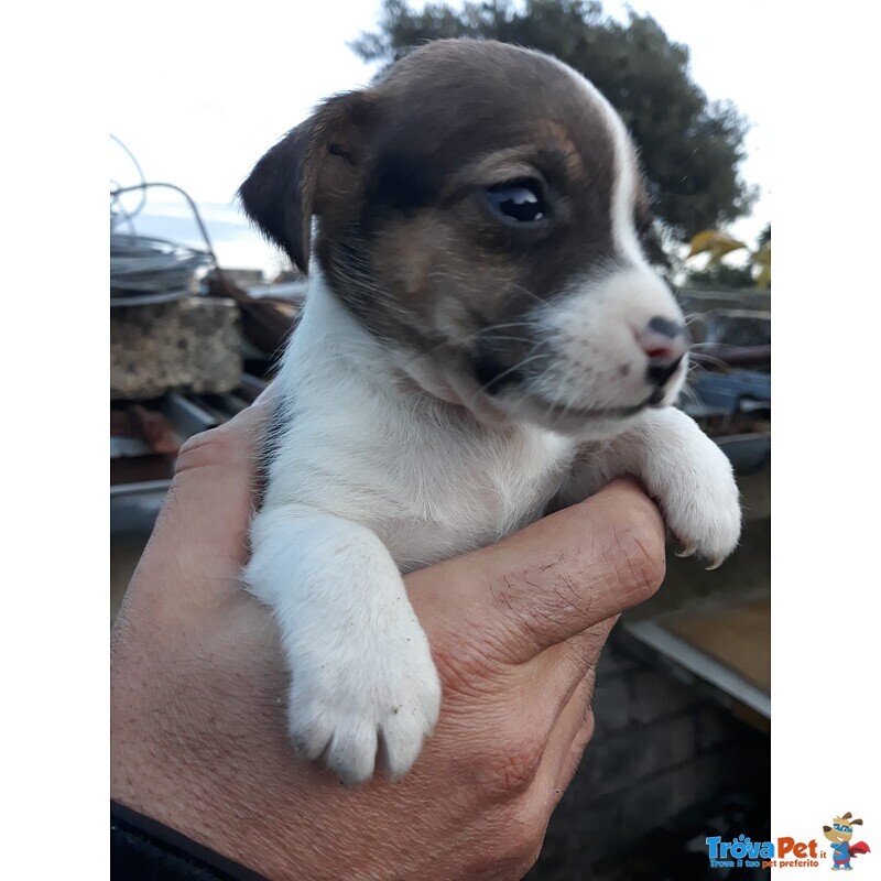 Cuccioli jack Russell - Foto n. 2