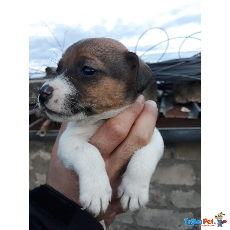 Cuccioli jack Russell - Foto n. 4