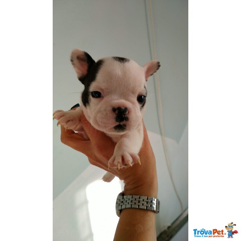 Cuccioli di Bouledogue Francese - Foto n. 1