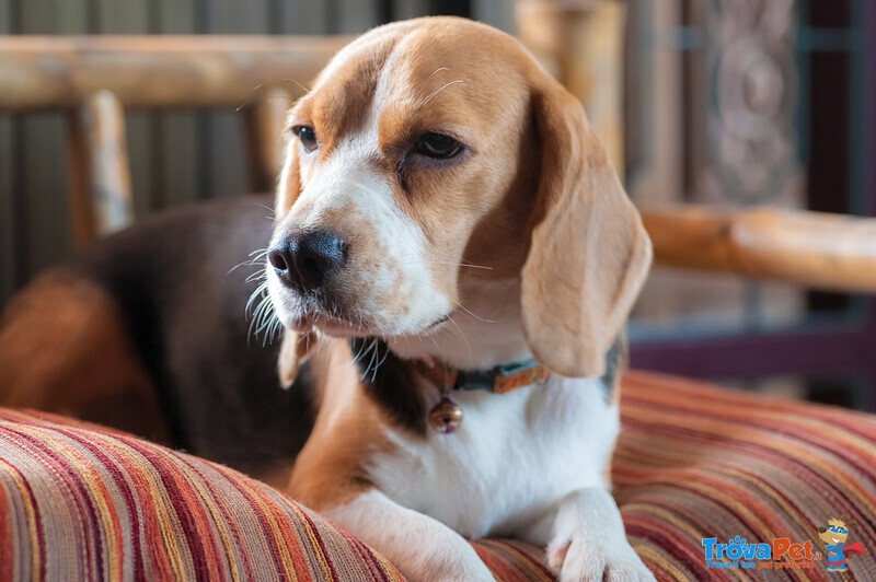 Beagle Maschio Cerca Femmina per Accoppiamento - Foto n. 1