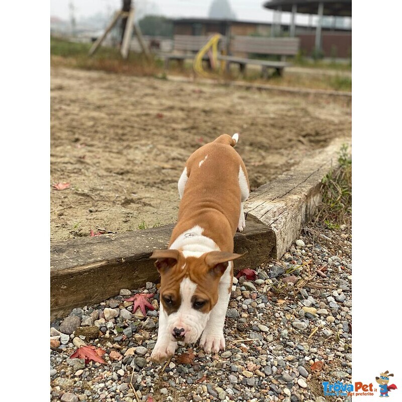 Cucciolo Amstaff Maschio - Foto n. 4