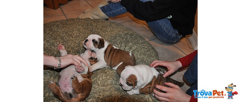 Cuccioli di Bulldog Inglese - Foto n. 1