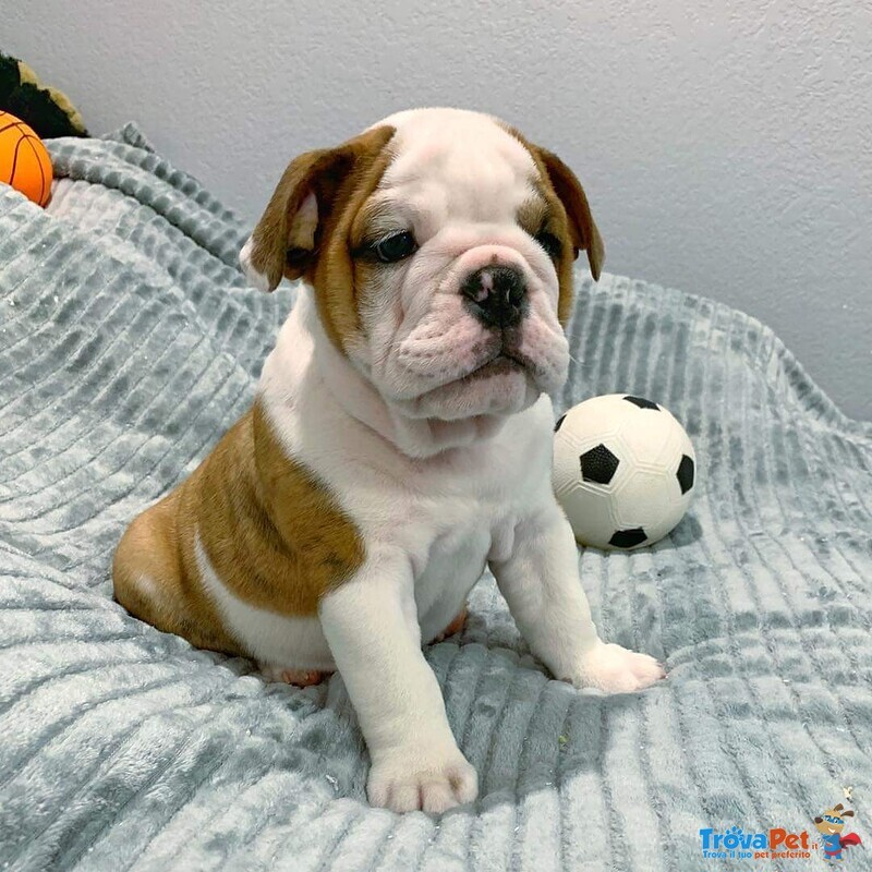 Cuccioli di Bulldog Inglese - Foto n. 2