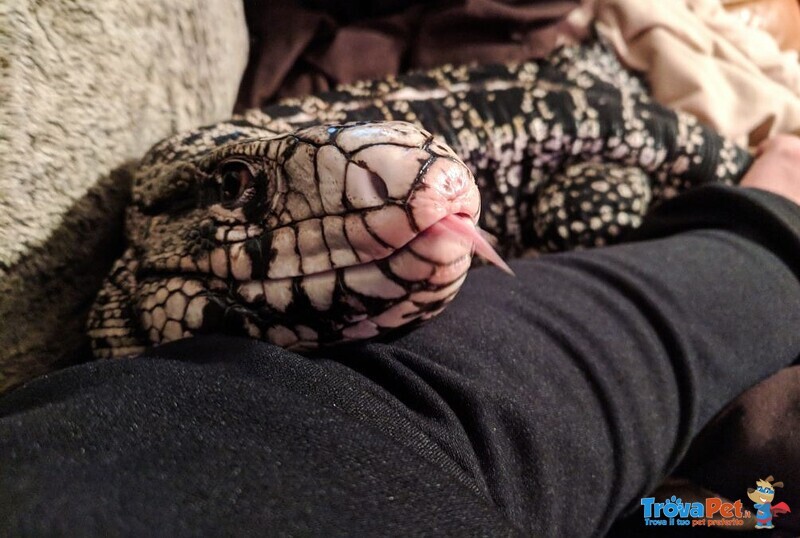 Tegu Argentino - Foto n. 1