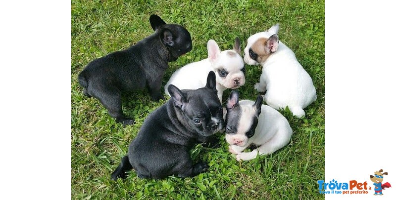 Cuccioli di Bulldog Francese - Foto n. 1