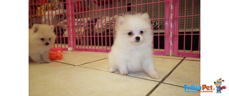 Cuccioli di Volpino di Pomerania - Foto n. 2