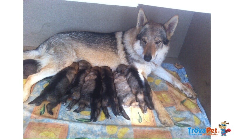 Cuccioli lupo Cecoslovacco - Foto n. 2