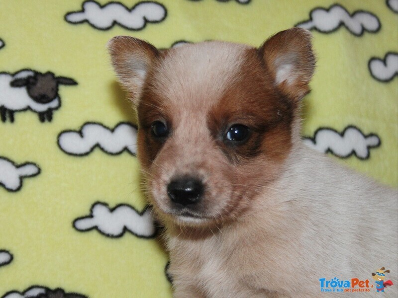 Cuccioli di Australian Cattle Dog - Foto n. 1