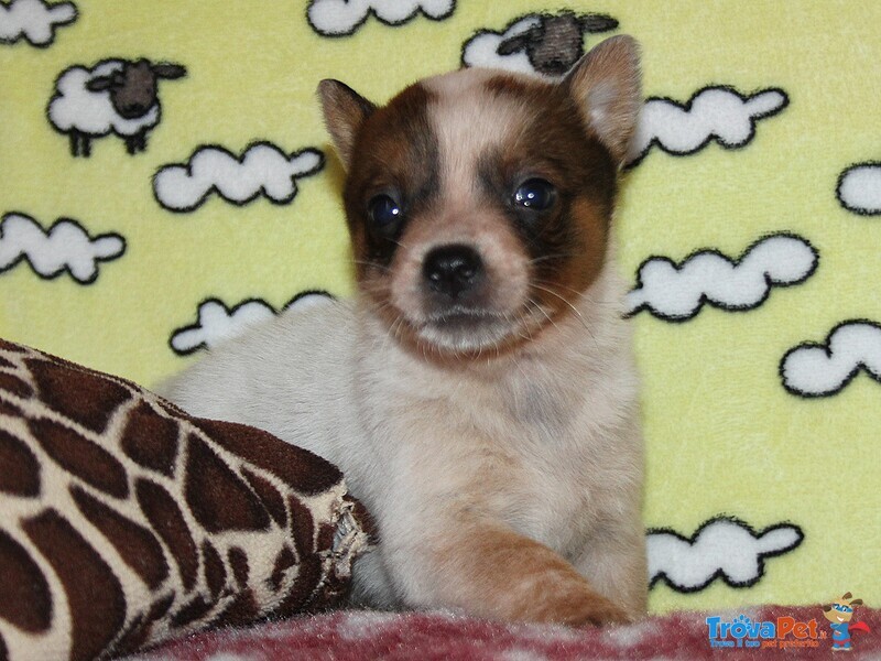 Cuccioli di Australian Cattle Dog - Foto n. 2