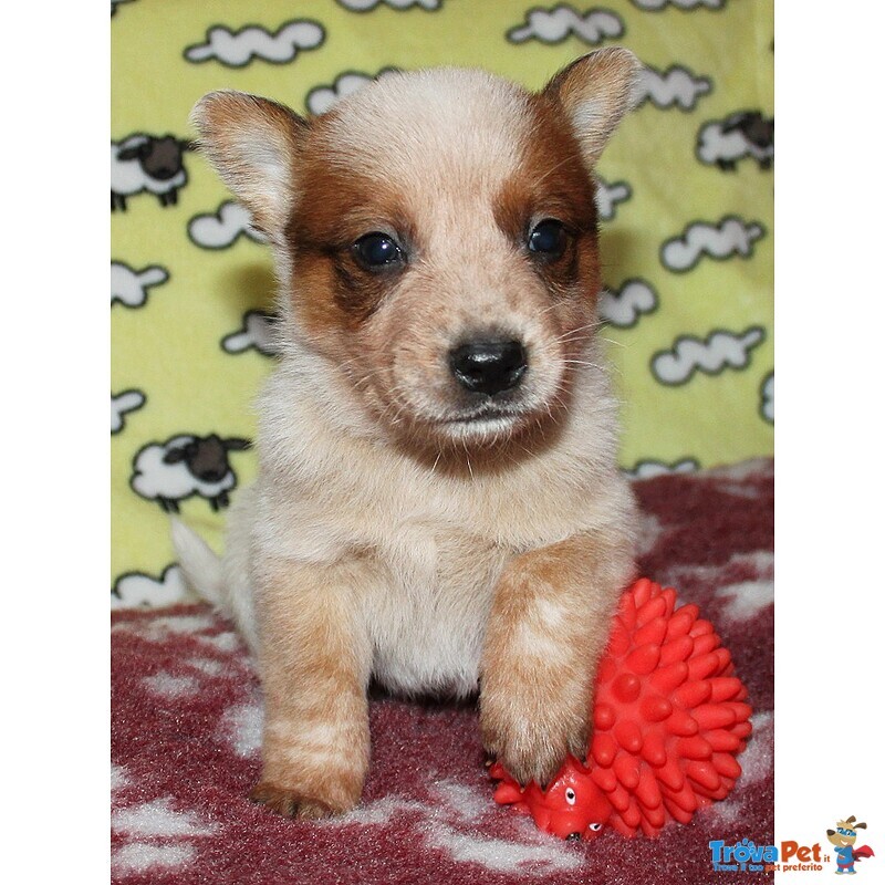 Cuccioli di Australian Cattle Dog - Foto n. 3