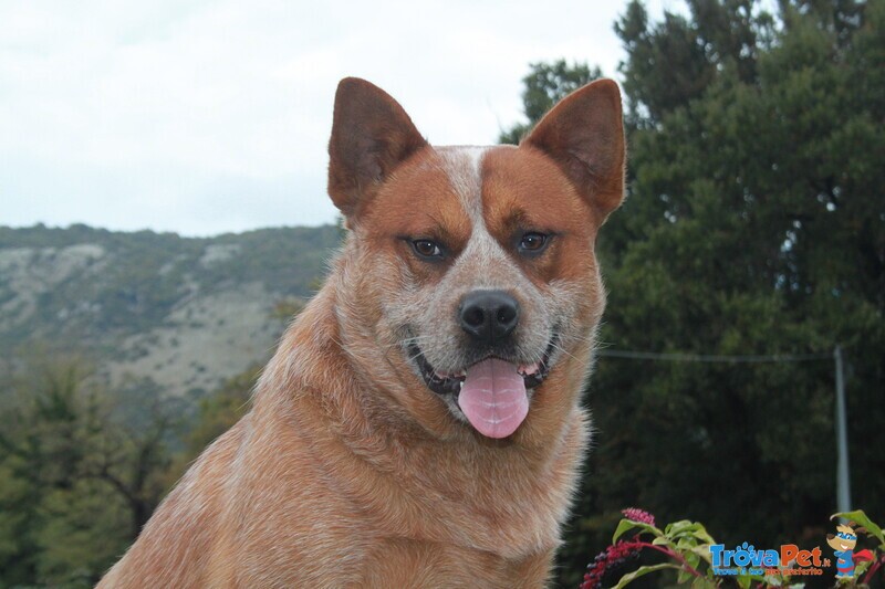 Cuccioli di Australian Cattle Dog - Foto n. 4