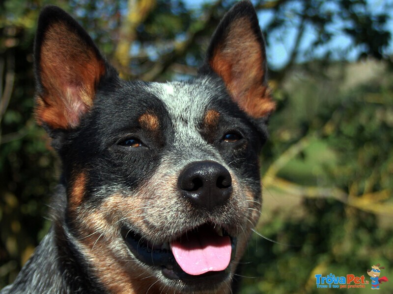 Cuccioli di Australian Cattle Dog - Foto n. 5