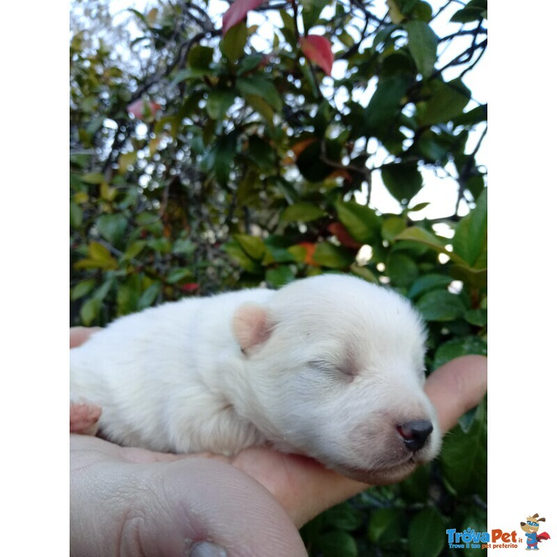 Cuccioli di Volpino Italiano - Foto n. 1