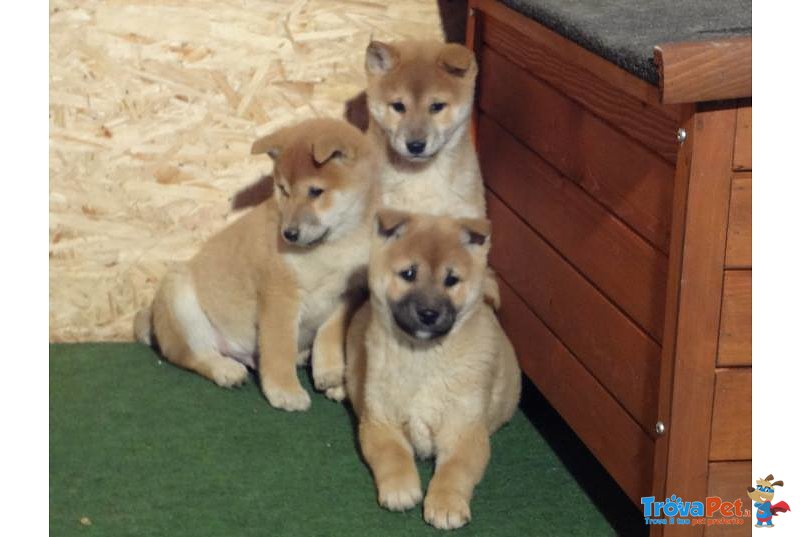 Cuccioli Shiba Inu - Foto n. 1