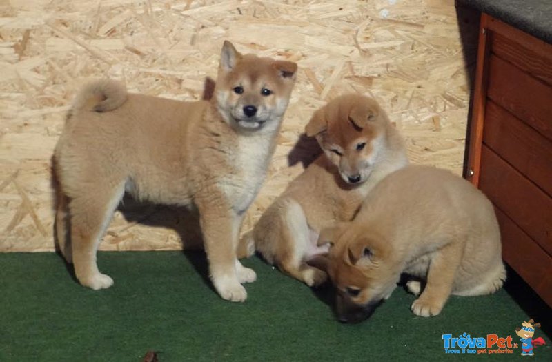 Cuccioli Shiba Inu - Foto n. 2