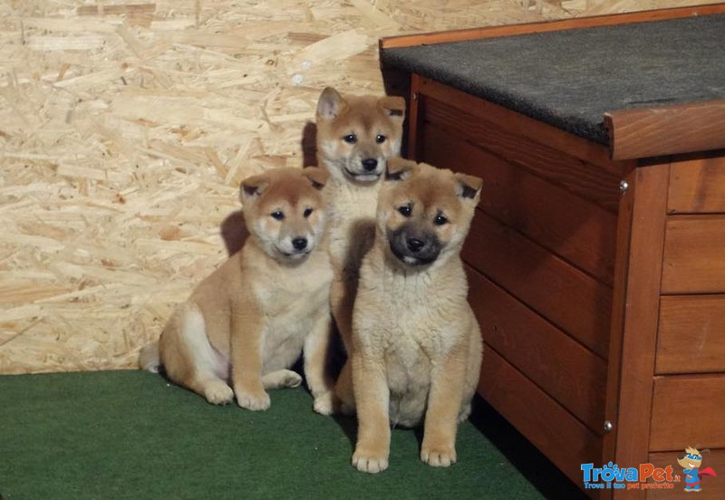 Cuccioli Shiba Inu - Foto n. 3