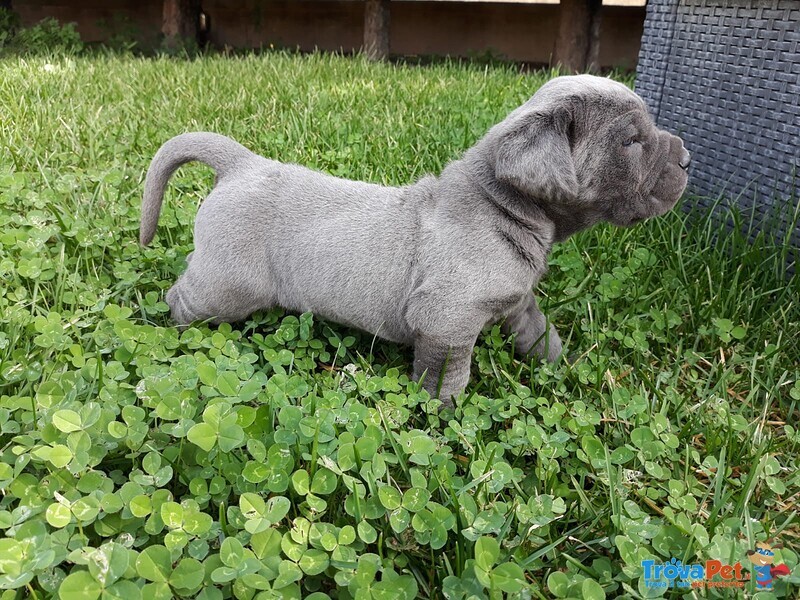 Cuccioli di Mastino X Corso - Foto n. 2