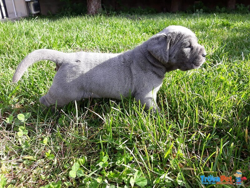 Cuccioli di Mastino X Corso - Foto n. 3