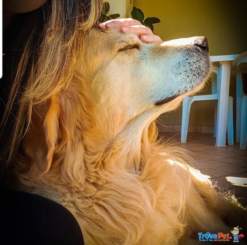 Golden Retriever Maschio per Accoppiamento - Foto n. 2