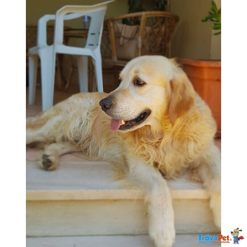 Golden Retriever Maschio per Accoppiamento - Foto n. 4