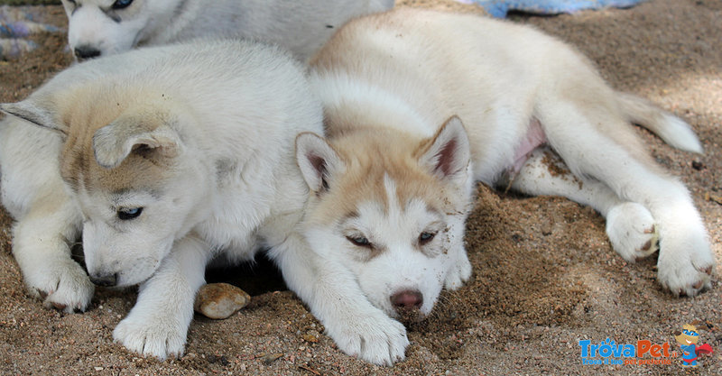 Disponibili Cuccioli di Siberian Husky - Foto n. 1