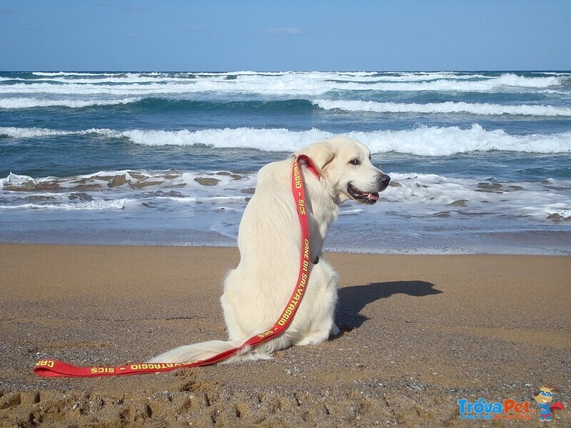 Golden Retriever Disponibile per Monta - Foto n. 2