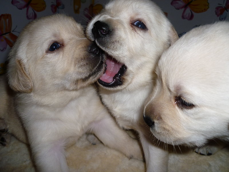 Splendida Cucciolata di Labrador Gialli! - Foto n. 1