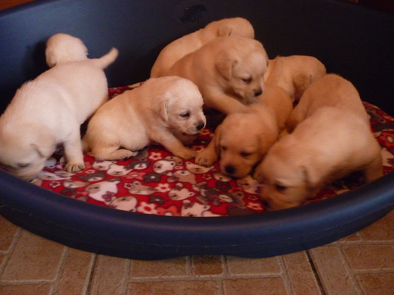 Splendida Cucciolata di Labrador Gialli! - Foto n. 4