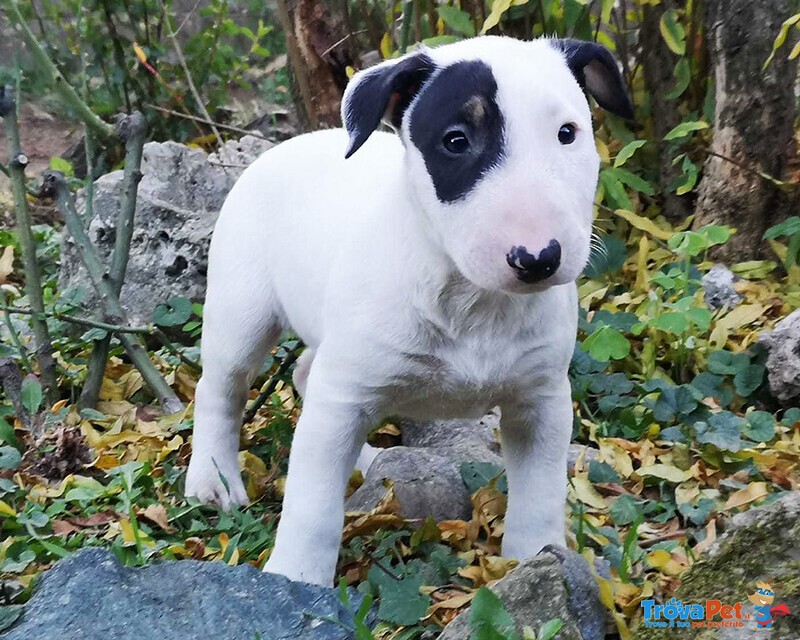 Bull Terrier Inglese Standard Cuccioli - Foto n. 1