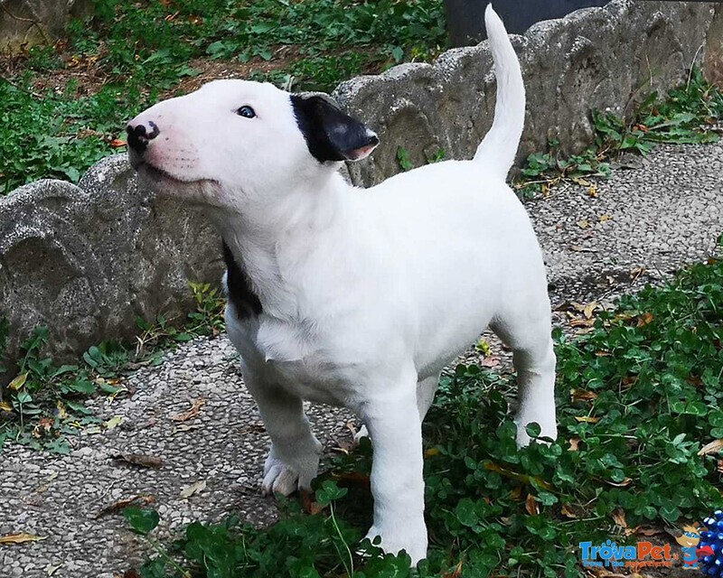 Bull Terrier Inglese Standard Cuccioli - Foto n. 2