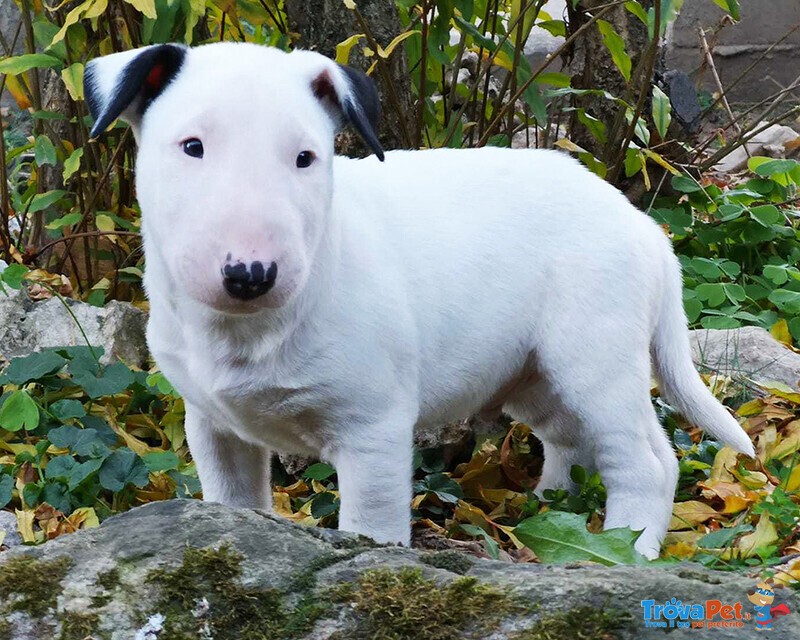 Bull Terrier Inglese Standard Cuccioli - Foto n. 3