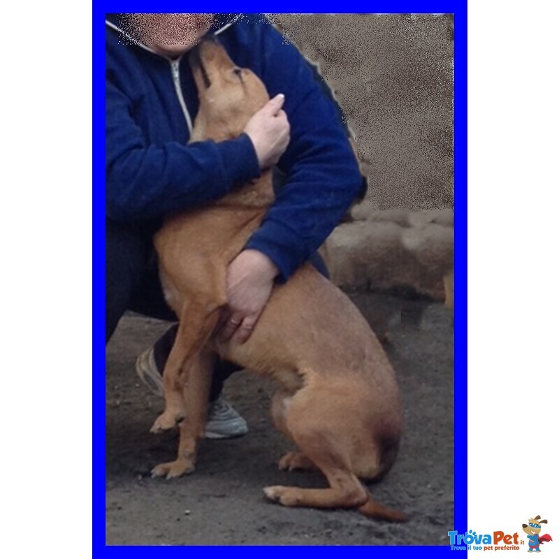 Zucchero Tenerissimo Cagnolino Cresciuto in Canile è Troppo Buono - Foto n. 4