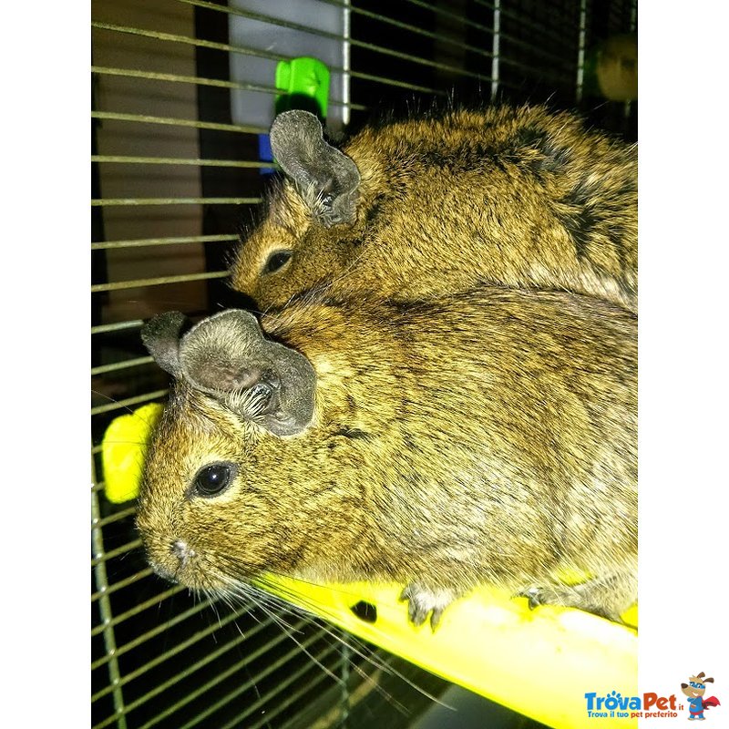 Degu del cile Maschi - Foto n. 1