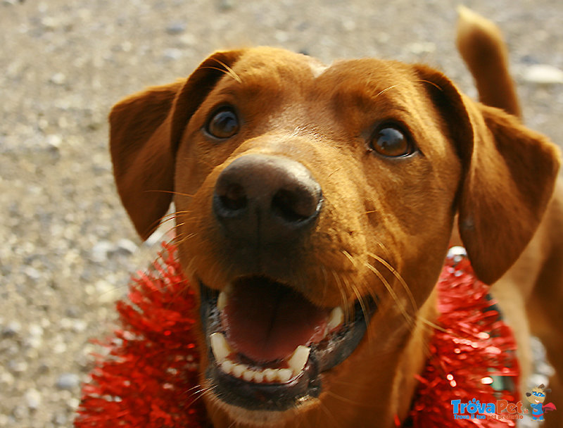 Jumbo Super Cagnolino Senza Famiglia - Foto n. 1