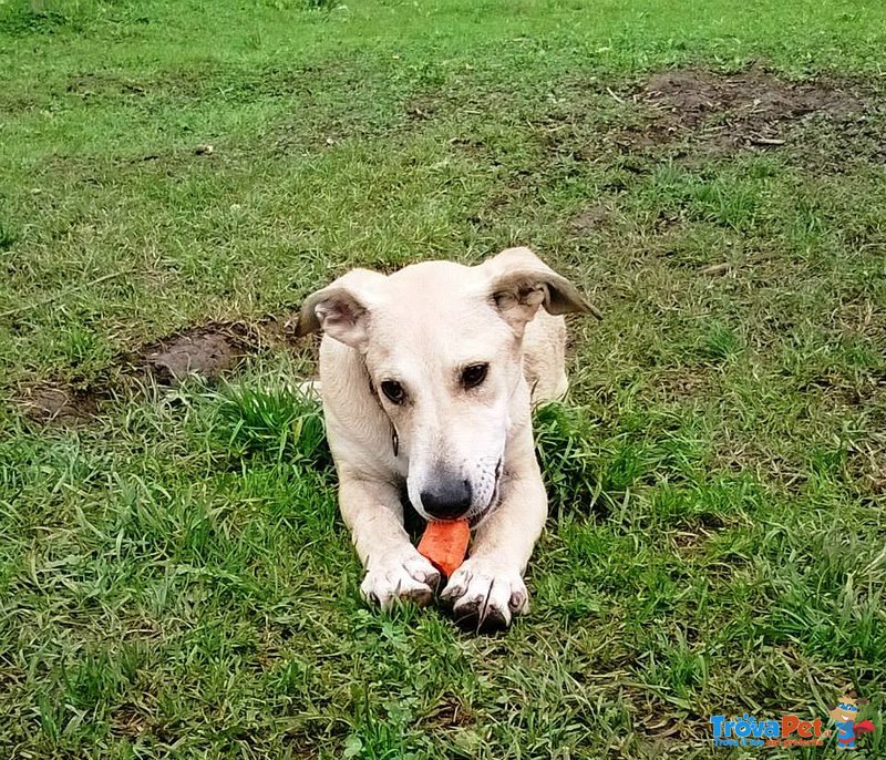 Scilla, Cucciola di 9 Mesi, in Adozione! - Foto n. 1