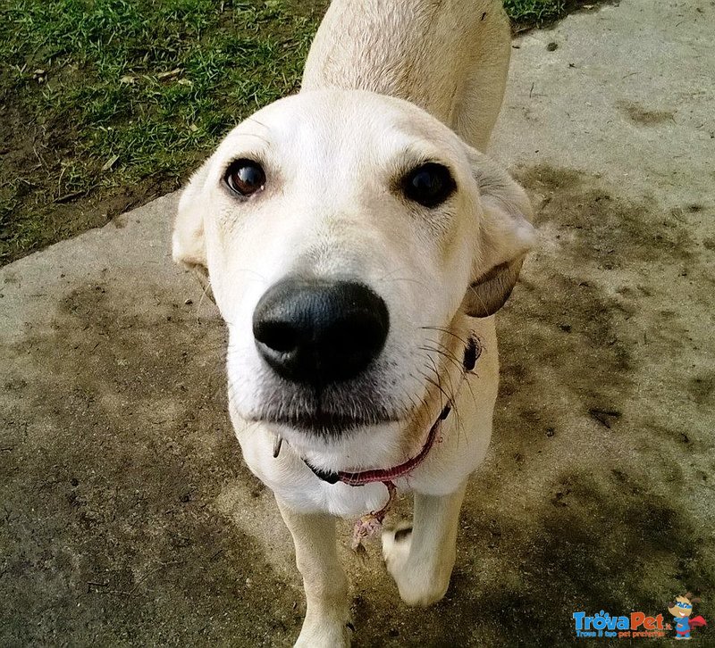 Scilla, Cucciola di 9 Mesi, in Adozione! - Foto n. 3