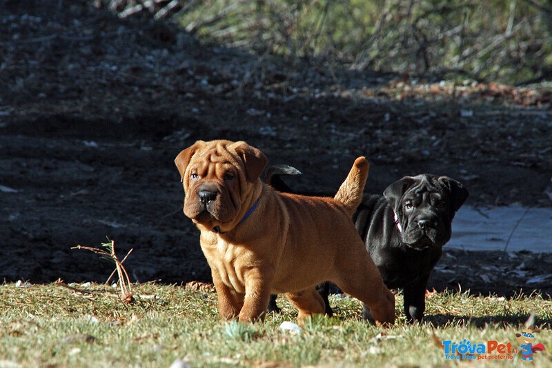 Cucciolo di shar pei Maschio e Femmina - Foto n. 1