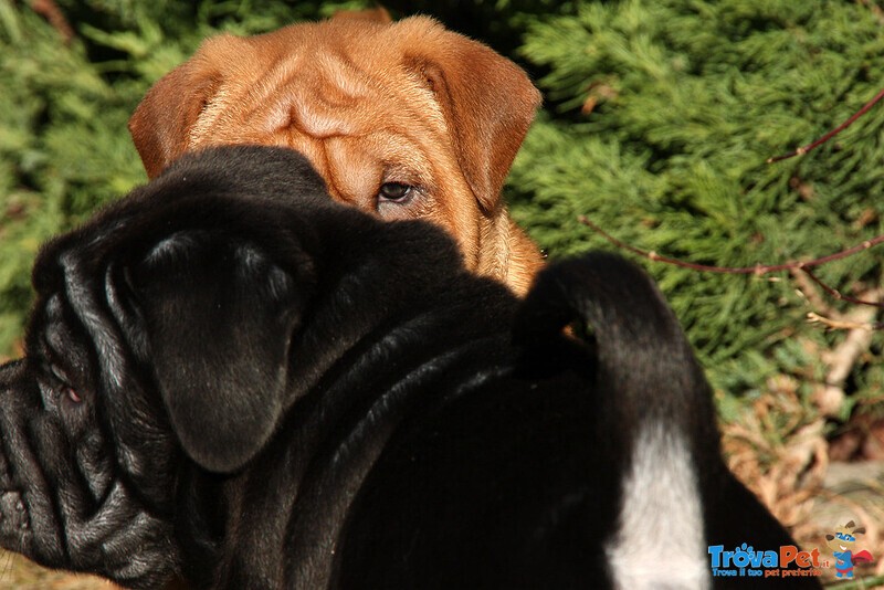 Cucciolo di shar pei Maschio e Femmina - Foto n. 3