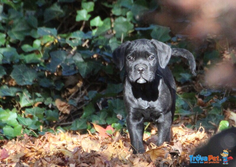 Maschietti di cane Corso - Foto n. 1