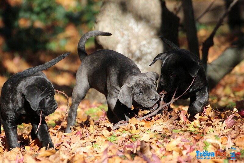 Maschietti di cane Corso - Foto n. 2