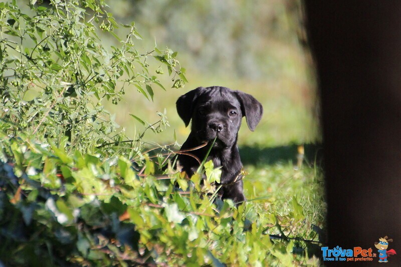 Maschietti di cane Corso - Foto n. 3