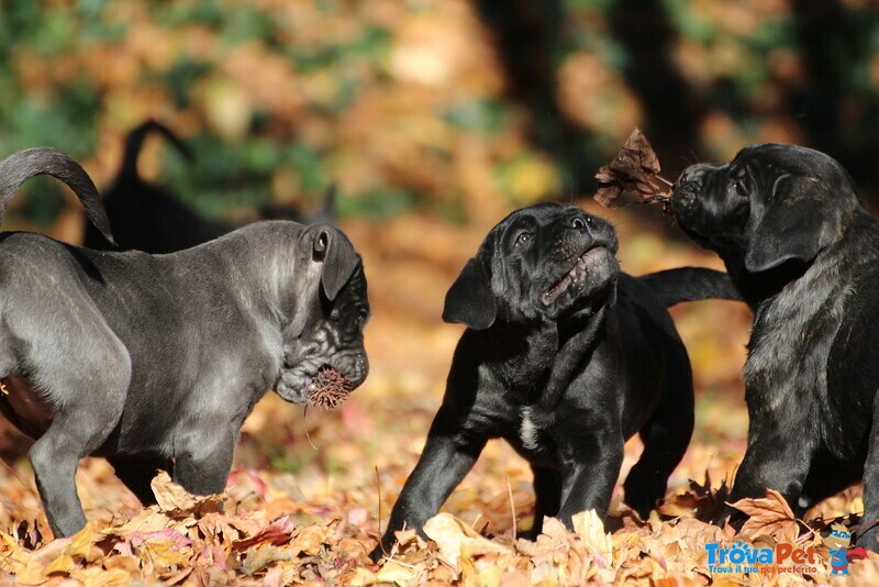 Maschietti di cane Corso - Foto n. 4