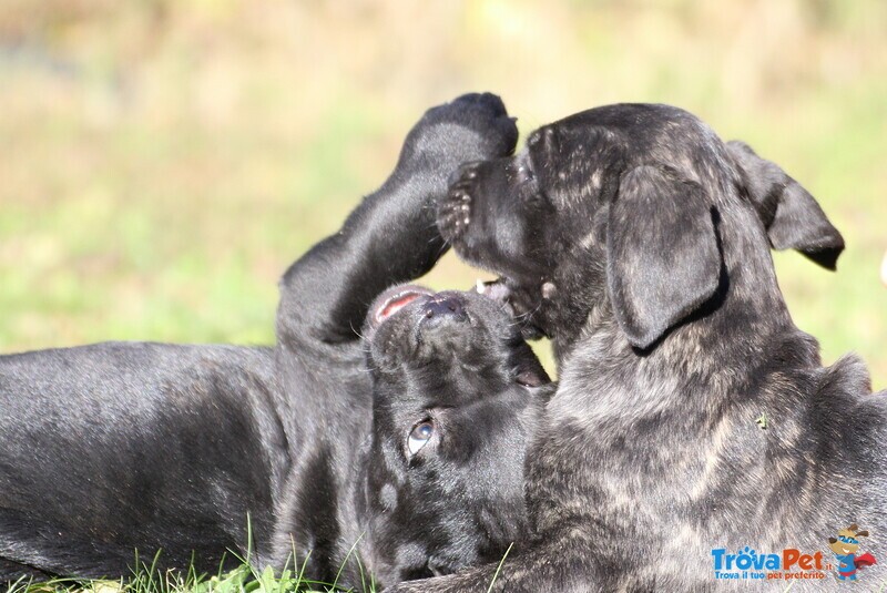 Maschietti di cane Corso - Foto n. 5