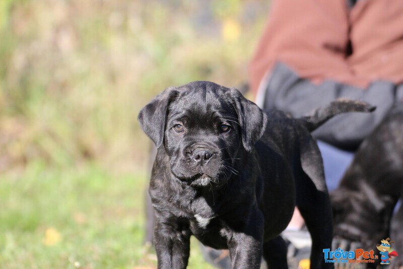 Maschietti di cane Corso - Foto n. 6