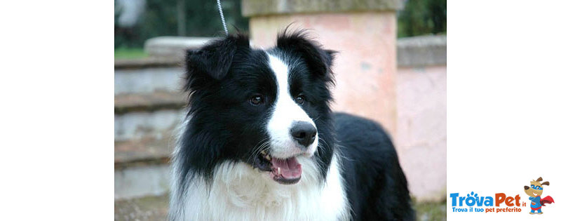 Stupendi Cuccioli di puro Border Collie - Foto n. 1