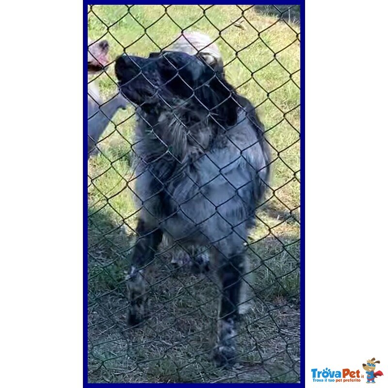 Nacho Simil Setter 4 anni 30 kg di Gioia di Vivere e Voglia di Coccole - Foto n. 2